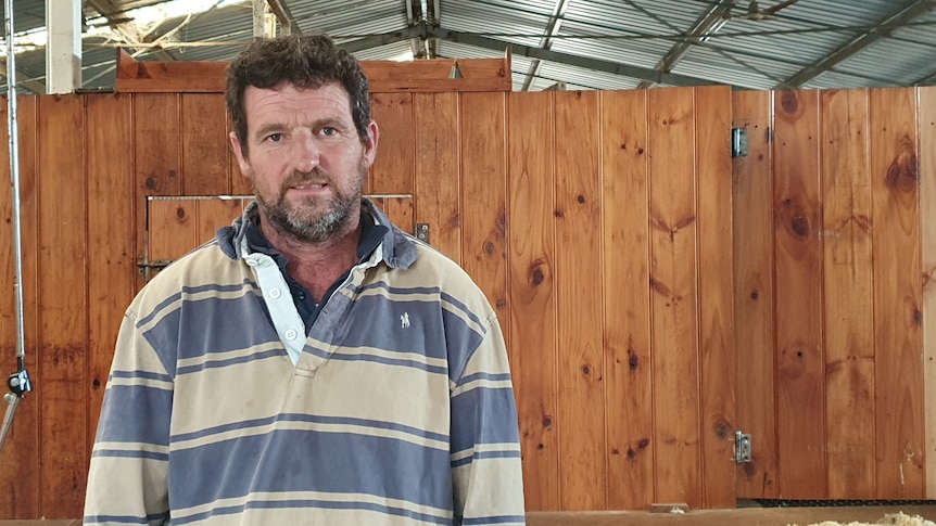 A man standing in a shearing shed