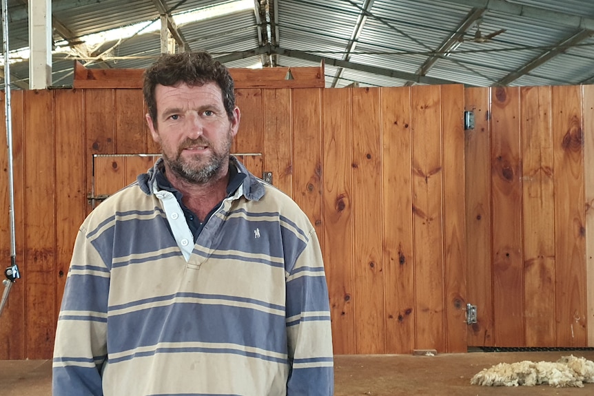 A man standing in a shearing shed.