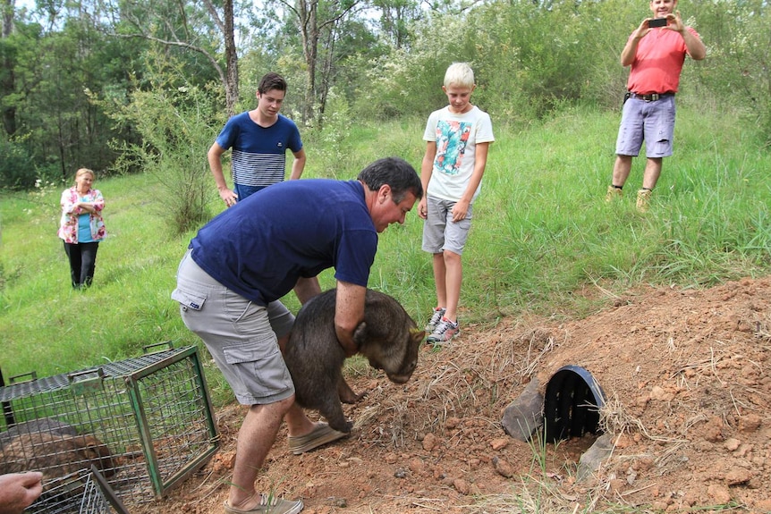 A man placing a wombat near an artificial burrow.