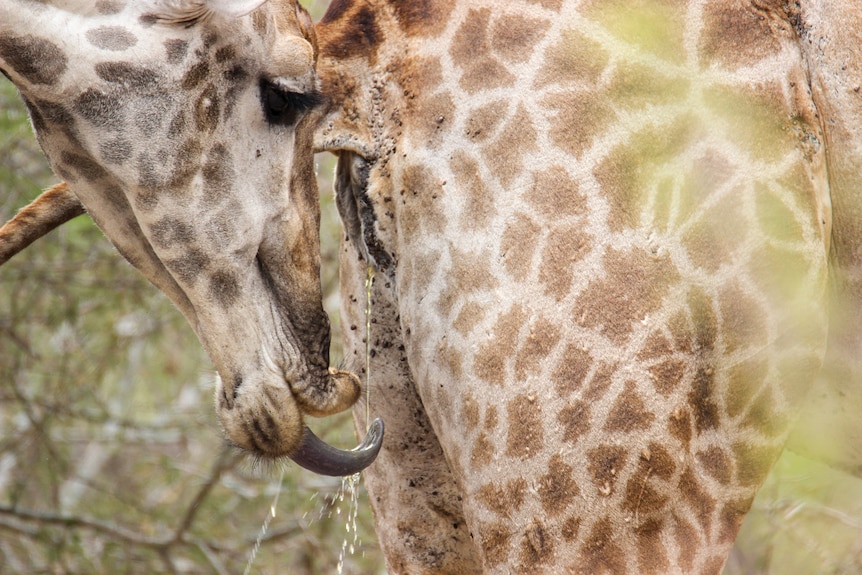 A male giraffe drinking a female's urine.