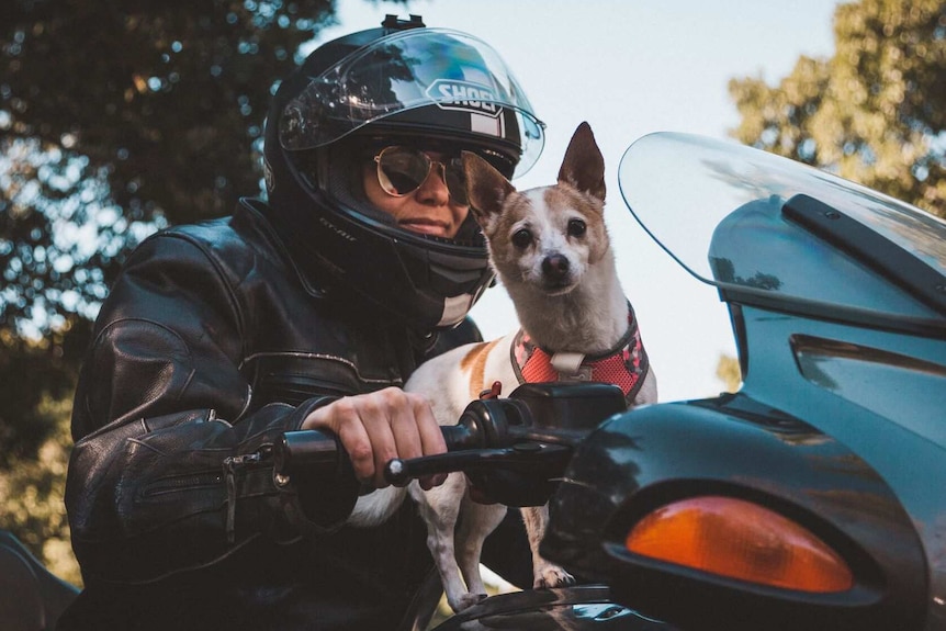 A dog riding on the handlebars of a motorbike.