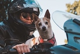 A dog riding on the handlebars of a motorbike.