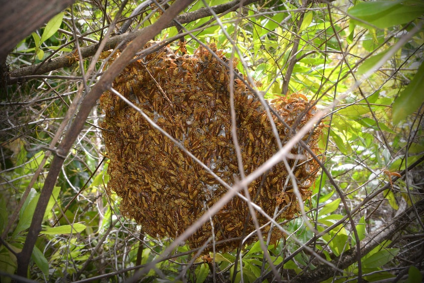 A large wasp nest amongst thick branches and leaves