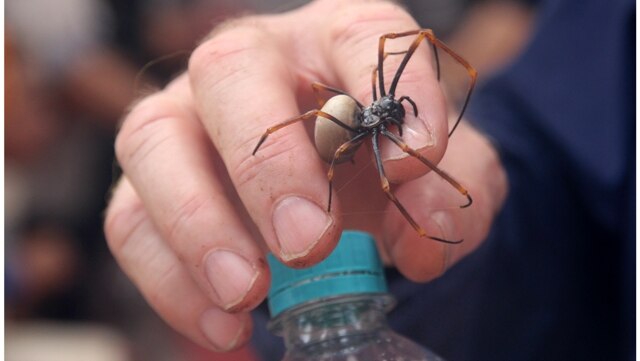 Spider on show at World Science Festival in Brisbane