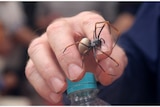 Spider on show at World Science Festival in Brisbane