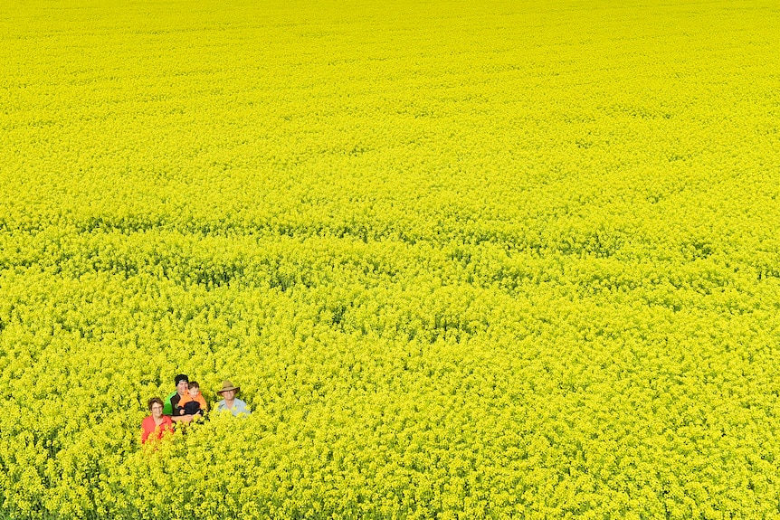 Four people stand in a massive canola crop in bloom.