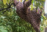 Hundreds of bees swarming together on a tree branch. 