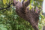 Hundreds of bees swarming together on a tree branch. 
