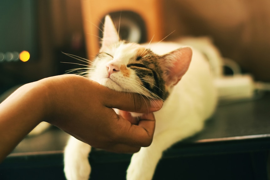 A woman's hand scratches a cat under the chin