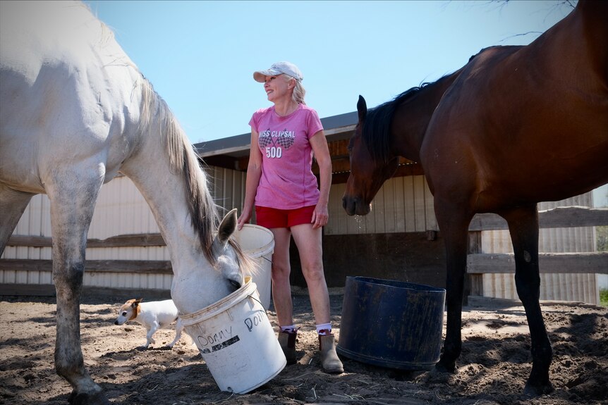 a woman wearing a pink shirt feeds two horses