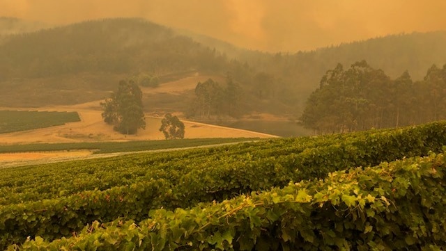A vineyard sits among smoke during February fires.