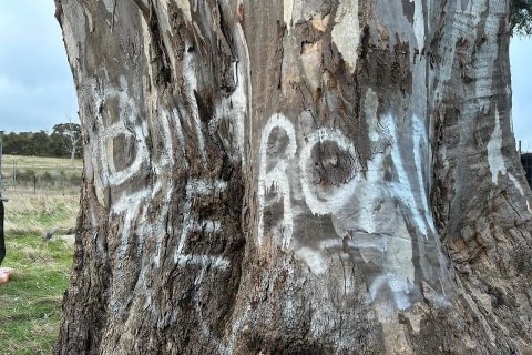 The bough of a tree that has been spray-painted with the words "build the road".