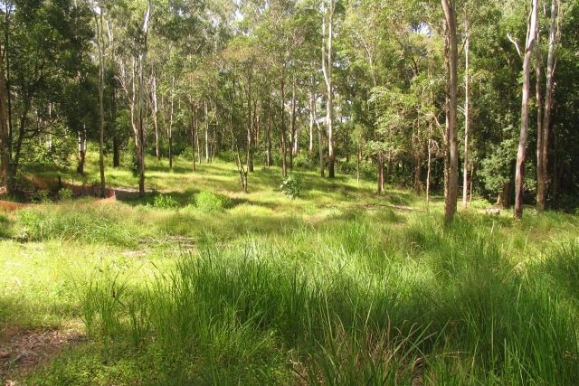 Trees among green bushland 