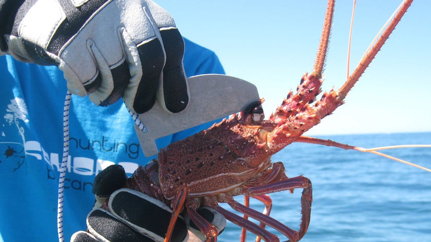 Western Rock lobster being measured