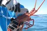 Western Rock lobster being measured