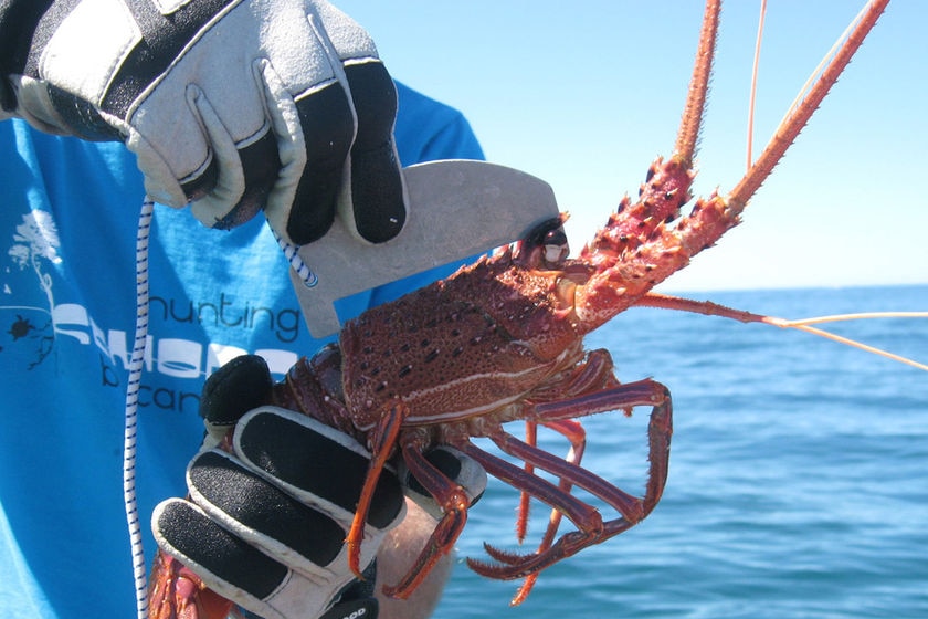 A gloved hand holds up a lobster while another holds a measuring device next to it.