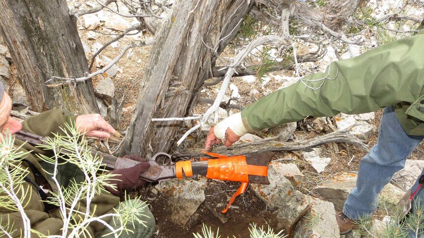 A Winchester Model 1873 found by park workers in Great Basin National Park, Nevada
