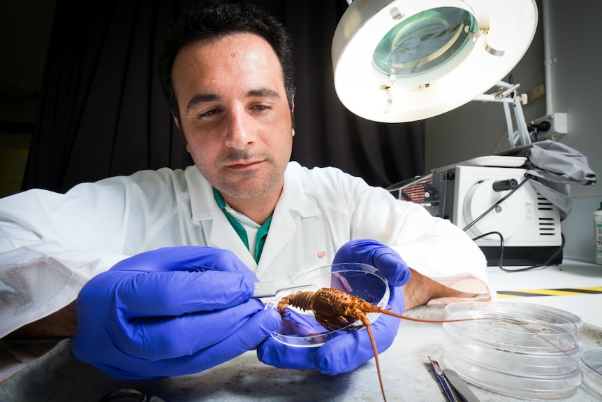 Dr Tomer Ventura in a laboratory wearing gloves probing a rock lobster in a glass plate.