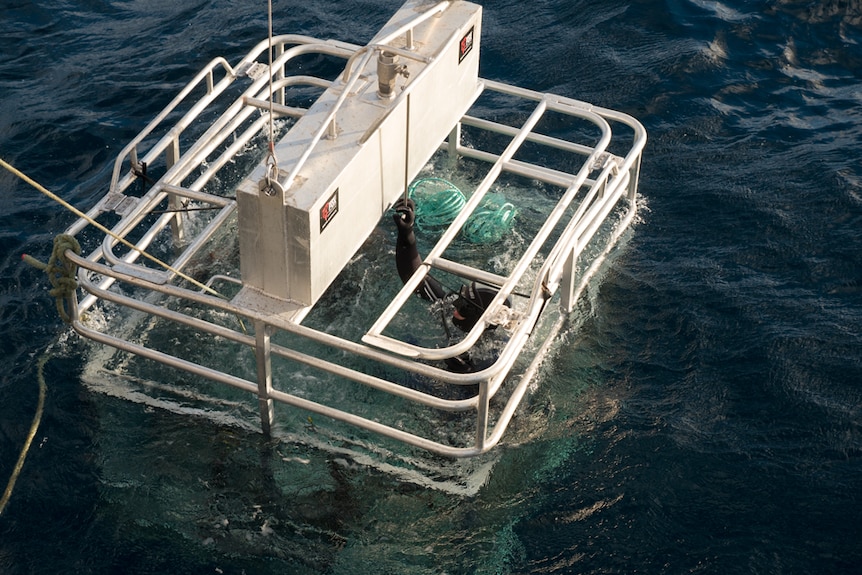 Two divers are lowered into the water in the shark cage.