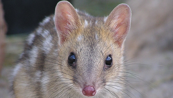 A close up of an eastern quoll