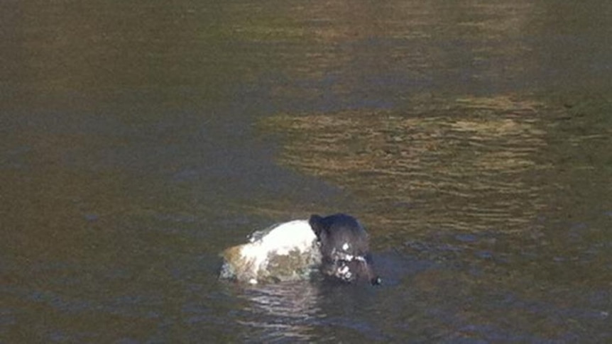 Yarra River seal not tangled in ropes and 'having a ball', Parks Victoria  says - ABC News