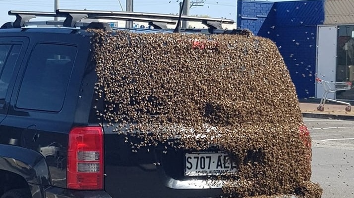 A swarm of bees cover the rear windscreen of a blue car as it is parked
