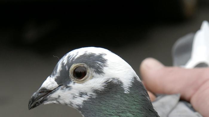 Winston, an 11-month-old carrier pigeon, is carried in Durban