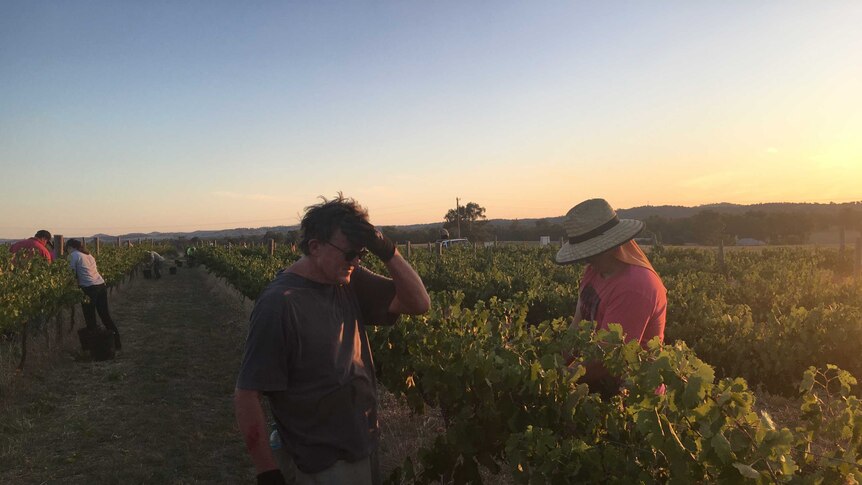 People pick grapes under the sun