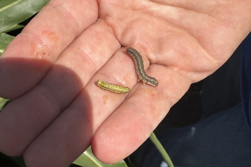 A hand holding two green larvae