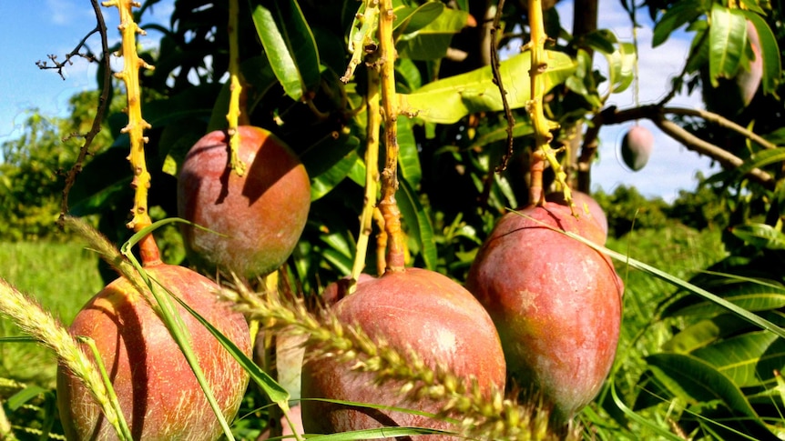 Mango farmers in the NT are not expecting big changes after the signing of the TPP