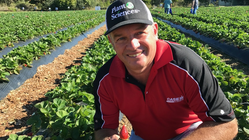 Ray Daniels crouching in front of a strawberry field with a strawberry in his hand and a Plant Sciences Inc hat on.