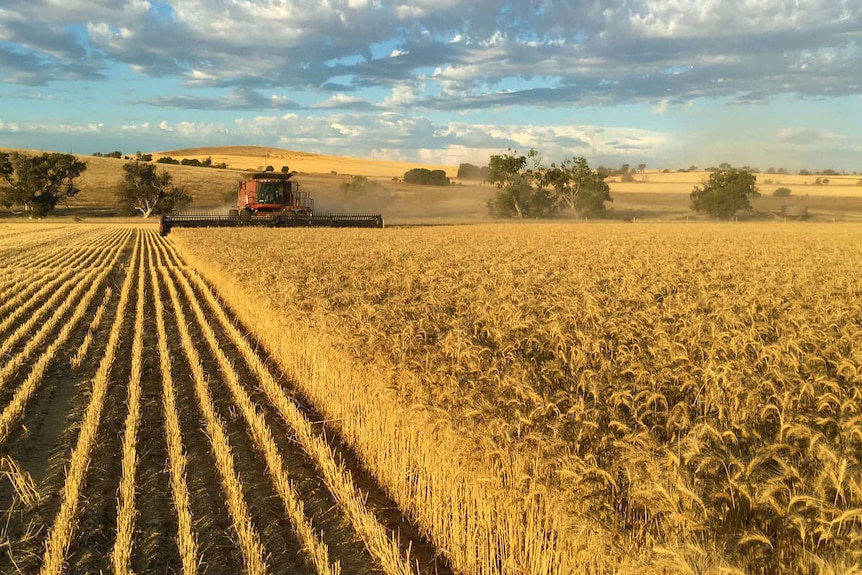 A red header machine harvesting a paddock of golden barley, with low lying hills in the background