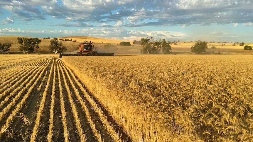 A red header machine harvesting a paddock of golden barley, with low lying hills in the background