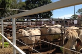 Cattle yarded near Mataranka