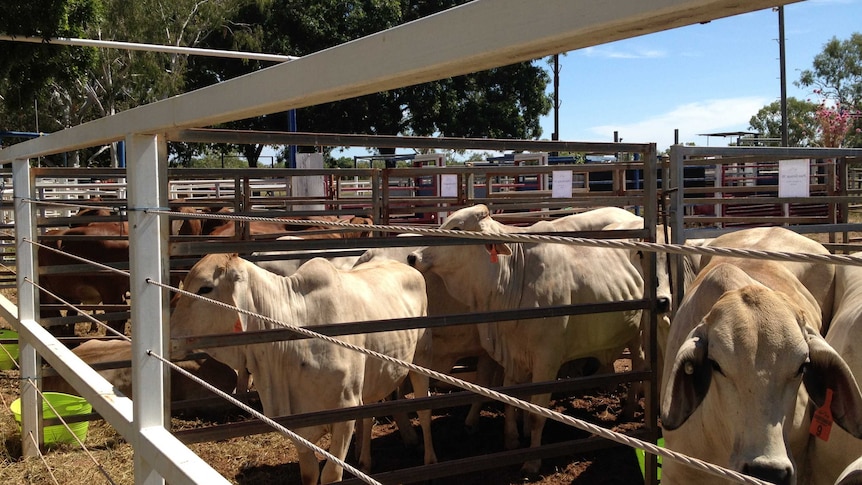 Cattle yarded near Mataranka