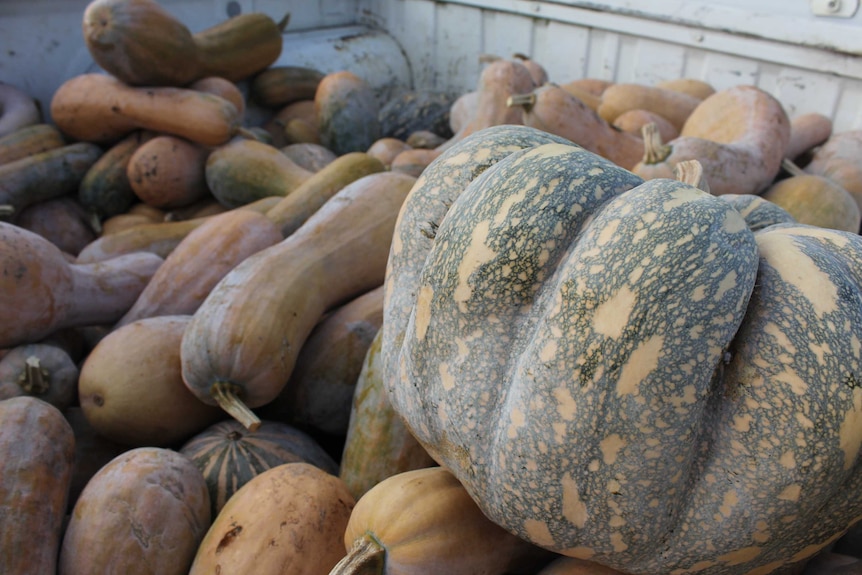 A close-up of pumpkins