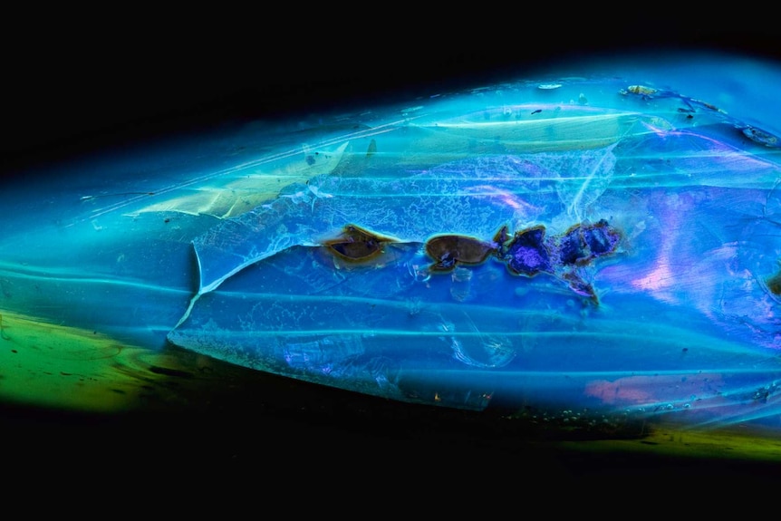 An amber fossil is light up by blue UV light
