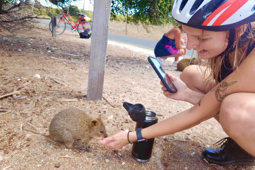 A young woman wearing a bicycle helmet offering some food to a quokka