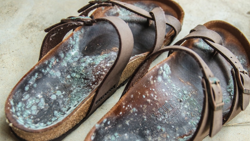 Speckles of green mould are spread all over the soles of a pair of leather sandals.