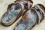 Speckles of green mould are spread all over the soles of a pair of leather sandals.