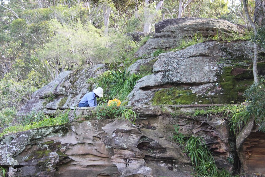 Landcare on a cliff