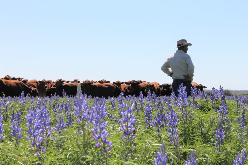 Man standing among herd of cattle, among purple flowers