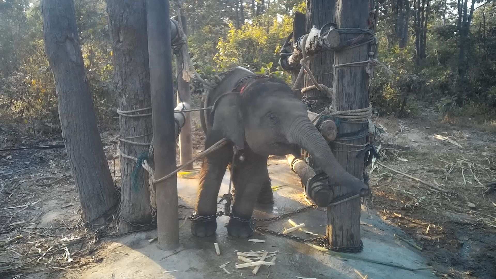 New footage shows baby elephants treated cruelly for tourism trade in  Thailand - ABC News
