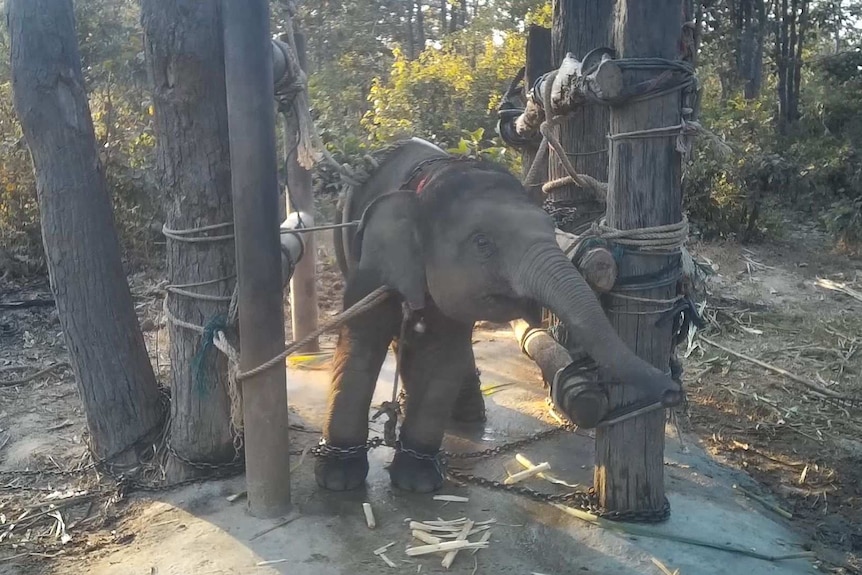 A baby elephant tied up in Thailand.