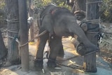 A baby elephant tied up in Thailand.