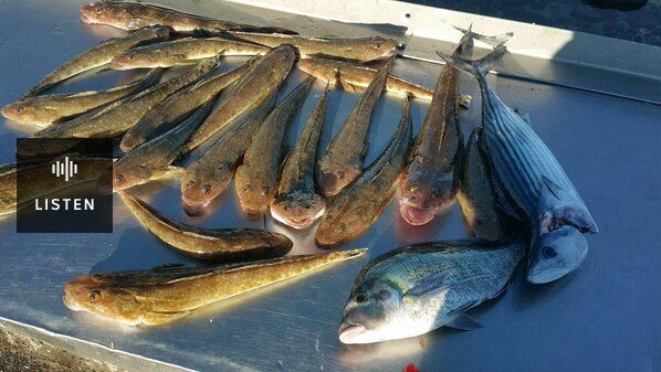 Sand Flathead. Has Audio