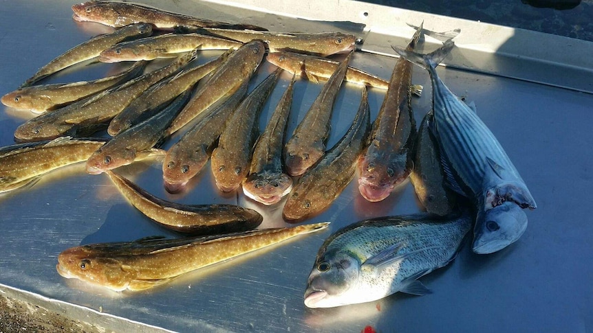 Flathead on a tray