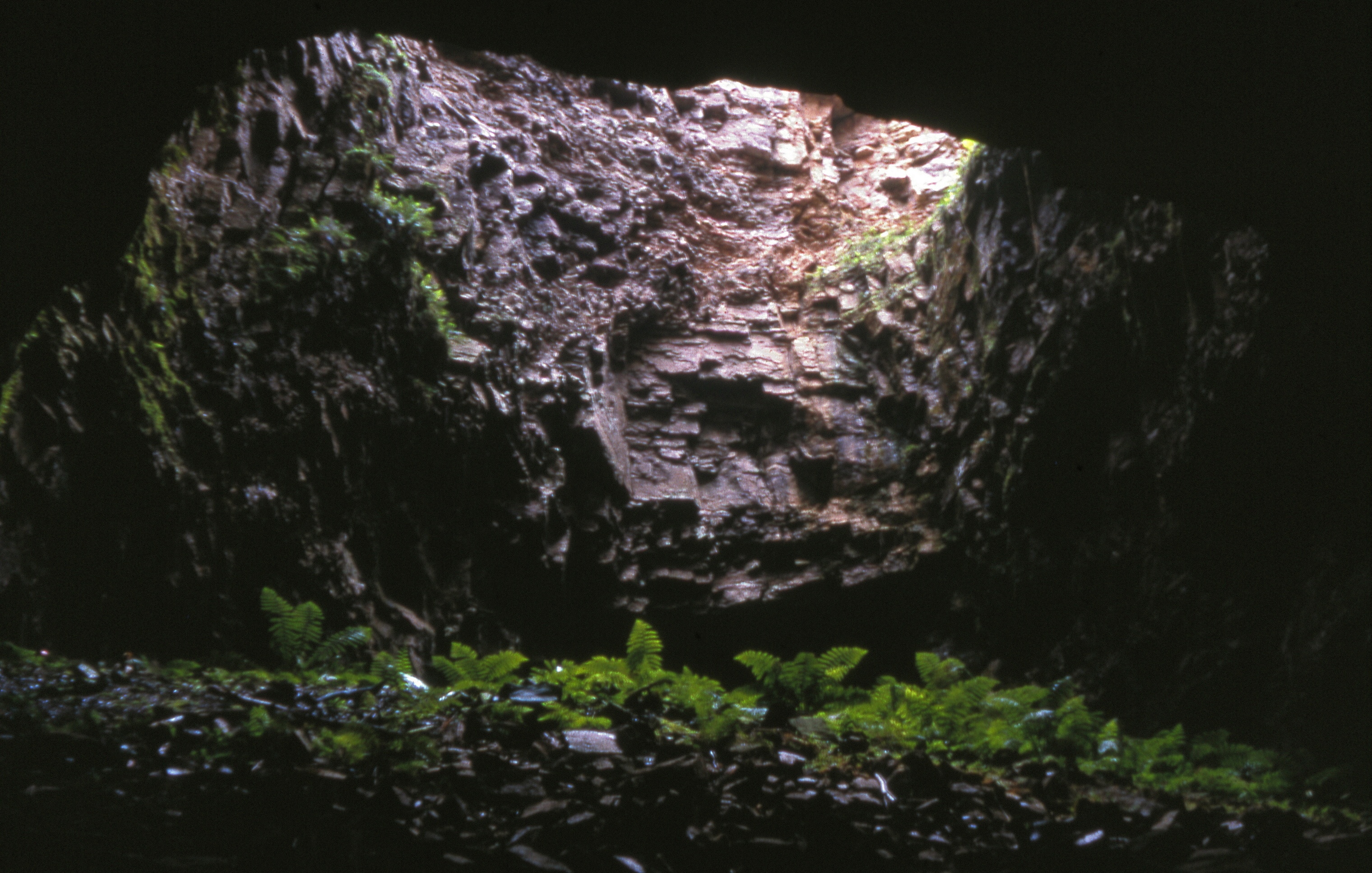 Greenery at the bottom of a dark, cave-like geographical feature with a large opening at the top.