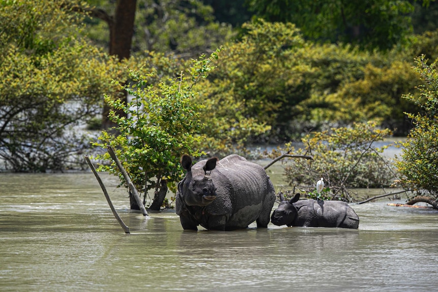 A one horned rhinoceros and a calf wades through flood water at the Pobitora wildlife sanctuary in India.