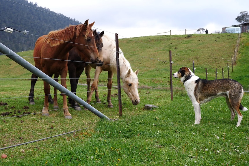 A sheephearding dog looks at horses behind a fence at Anglers Rest while a man looks in the distance.